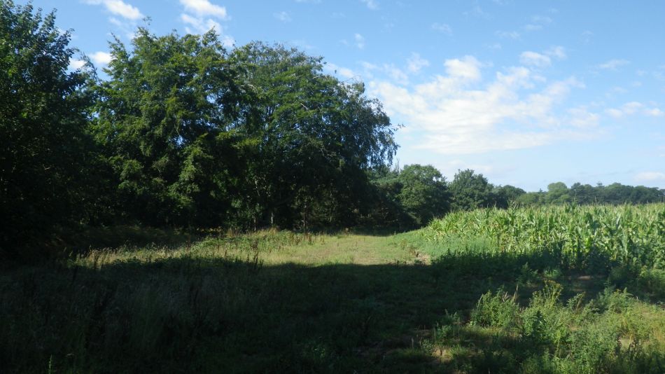 2020-08-20 05 Sandlings 5 - Rendlesham Forest.jpg